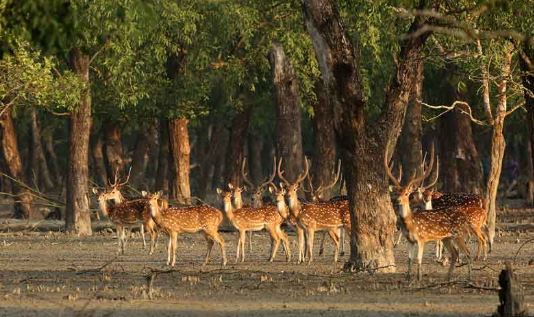 Sundarban